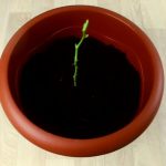 potetrose 4