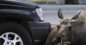 Elgen lå 9 timer på en parkeringsplass ved kjøpesenteret. Da så kundene plutselig hvorfor hun var der!