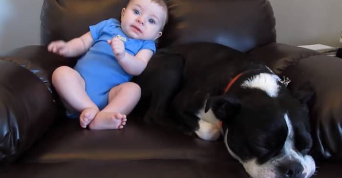 Babyen har bæsjet i buksa. Når hunden finner det ut? Jeg ler så tårene triller!