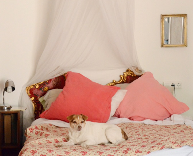 Hvordan Blir Valpen Stueren Anicura Norge