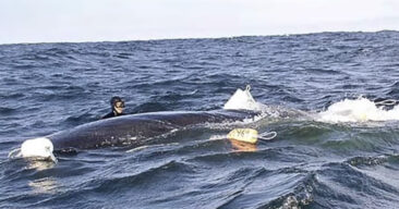 Dykkeren redder hvalens liv – men det er måten hvalen takker ham på som fascinerer millioner