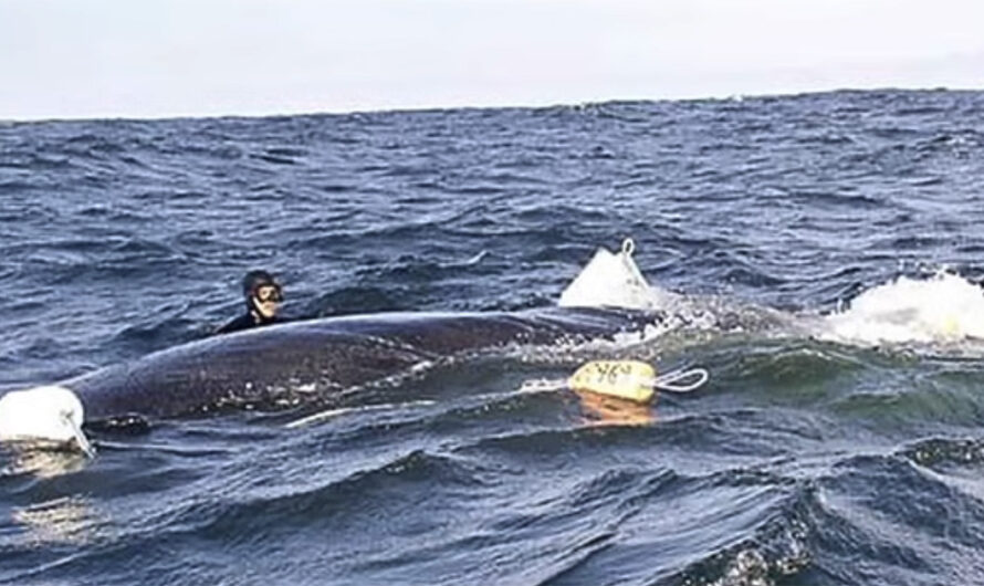 Dykkeren redder hvalens liv – men det er måten hvalen takker ham på som fascinerer millioner