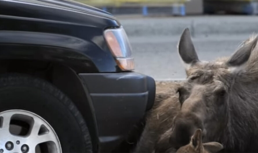 Elgen lå 9 timer på en parkeringsplass ved kjøpesenteret. Da så kundene plutselig hvorfor hun var der!